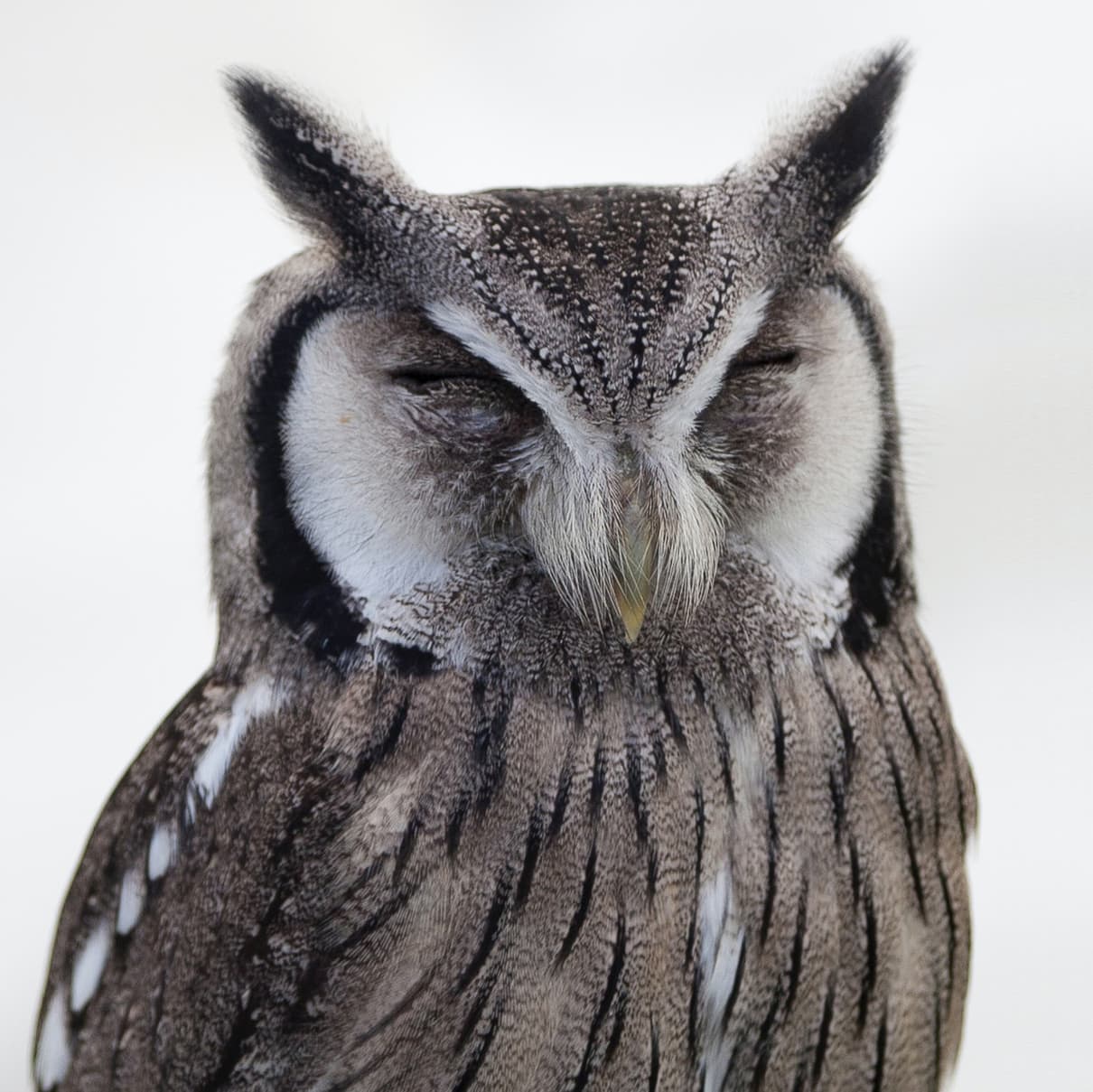 owl